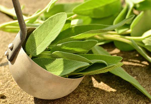 is sage leaves safe for cats?