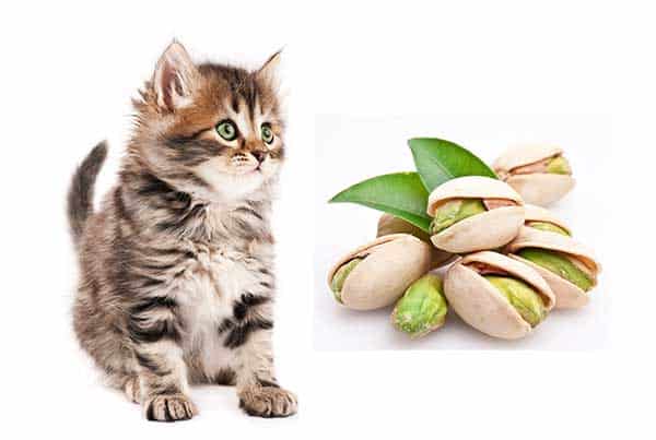 Can Cats Eat Pistachios?