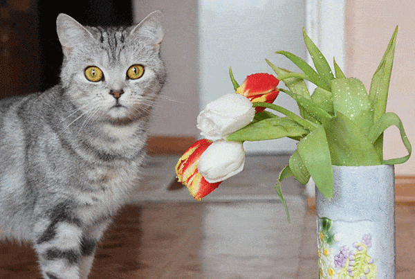 are tulip leaves poisonous to cats?