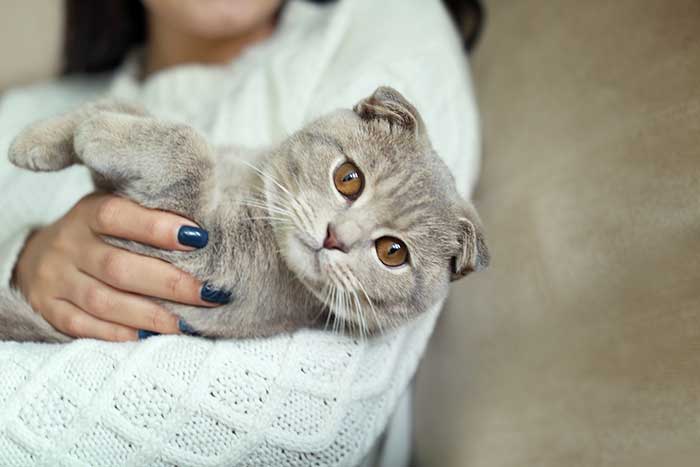 women holding her gray cute cat