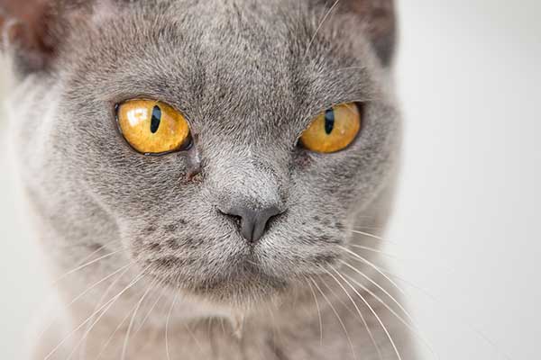 angry gray cat face