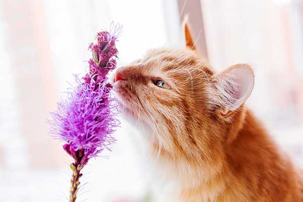 are lilacs harmful to cats?