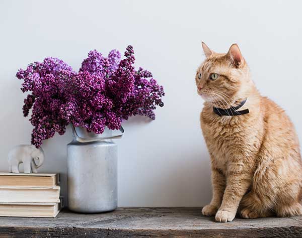 are lilacs poisonous to cats?