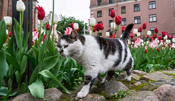are tulips dangerous to cats?