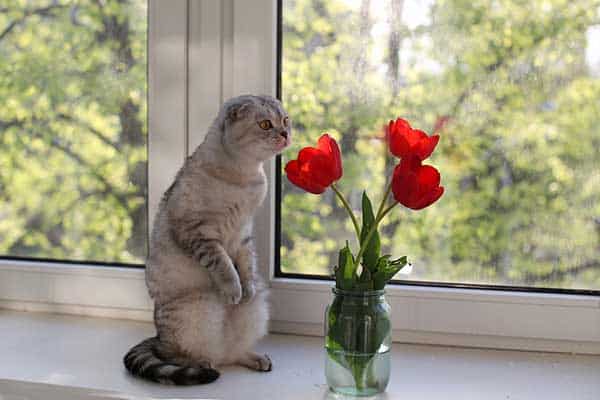 are tulips toxic to cats?