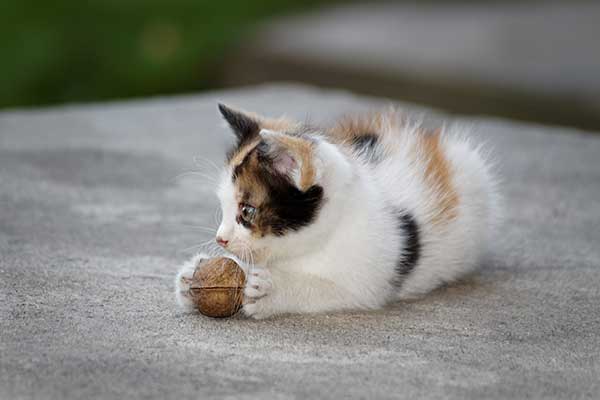 can cats eat walnuts?