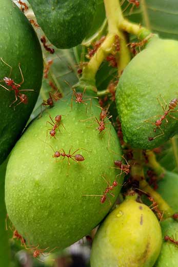 Fire ants on Mango