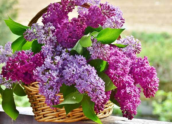 are purple lilacs poisonous to cats?