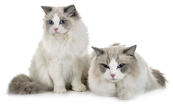 two cute ragdoll cats