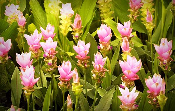 Siam Tulips Poisonous to Cats