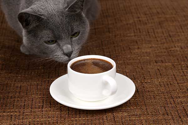 will coffee kill a cat?