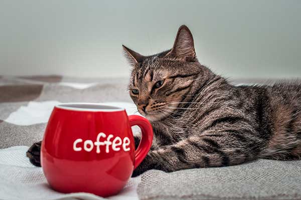 Can Cats Drink Coffee?
