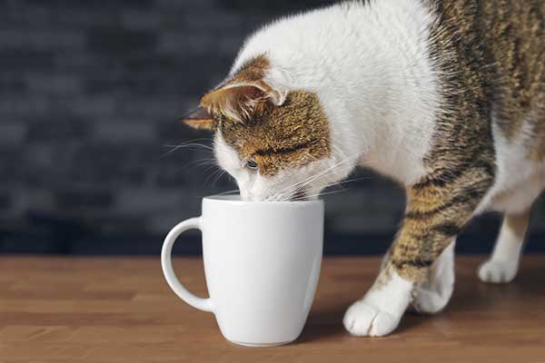 can cats drink tea?