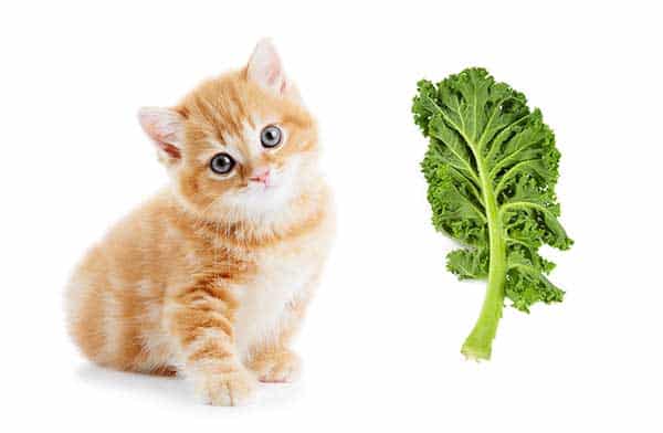 Is Kale Safe for Cats?