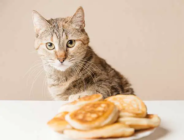 can cats eat pancakes?