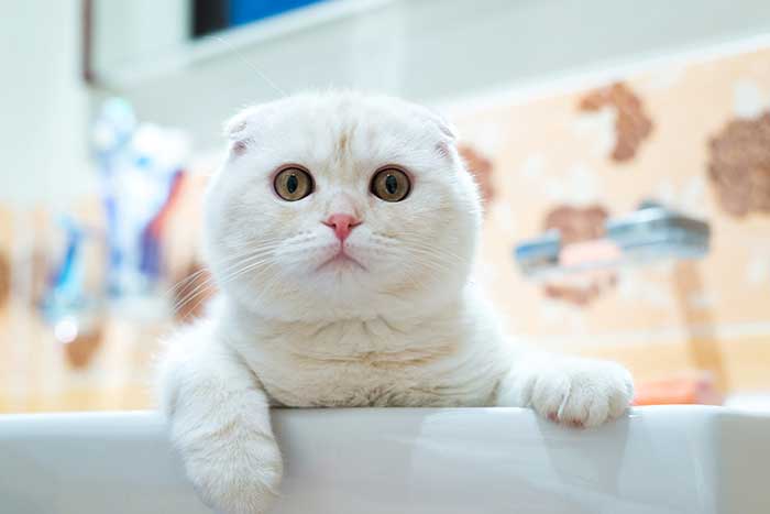 cute white cat in bathroom sink