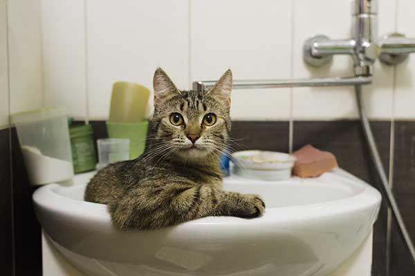 reason of cat peeing in the sink