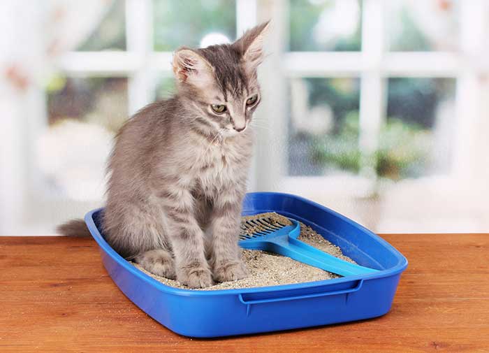 cat piing in his litter box