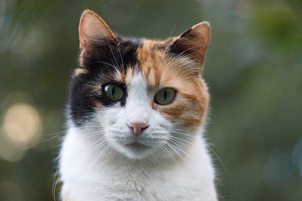 Do Calico Cats Shed?