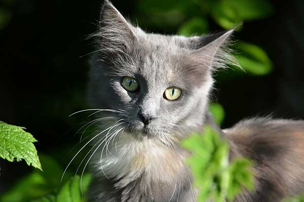 cute gray colored maine coon kitten