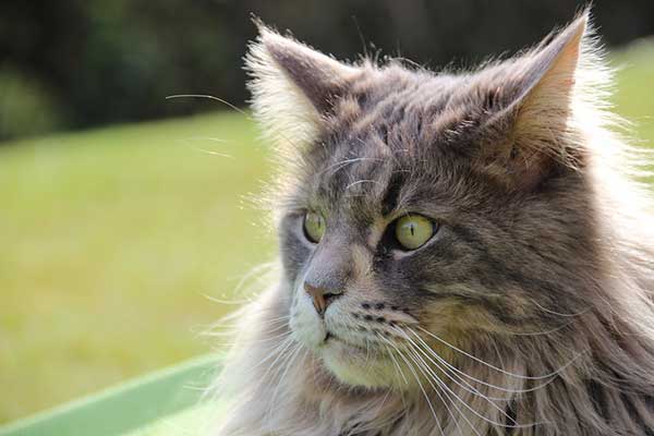 longhair maine coon cat