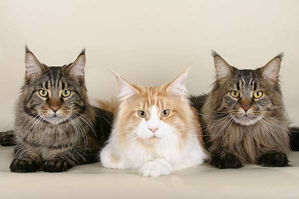 three maine coon cats