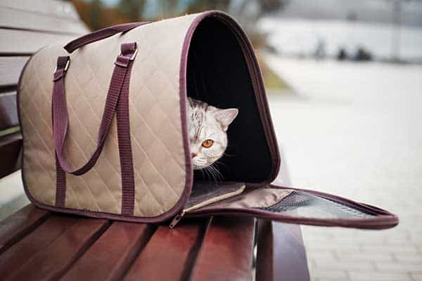 gray cat in pet carrier