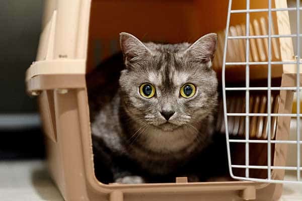 tips to get your cat into a carrier