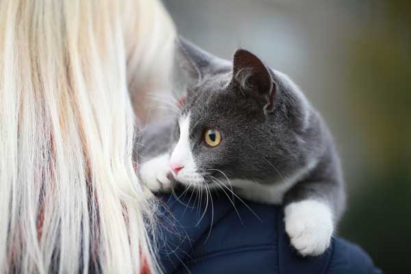 cute gray cat licking his owner hair