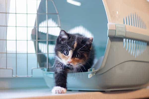 cute black and white kitten in carrier