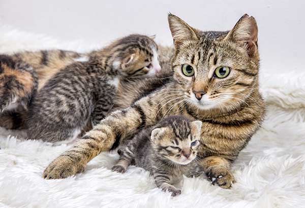 adorable kitten with their mother