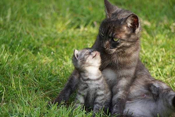 cute kitten with his mother