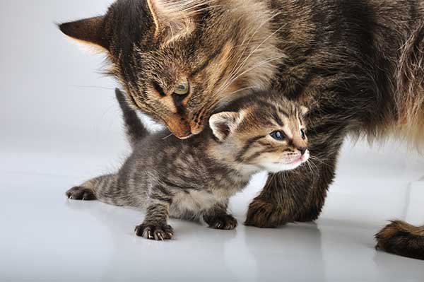 Small 20 days old kitten with mother cat