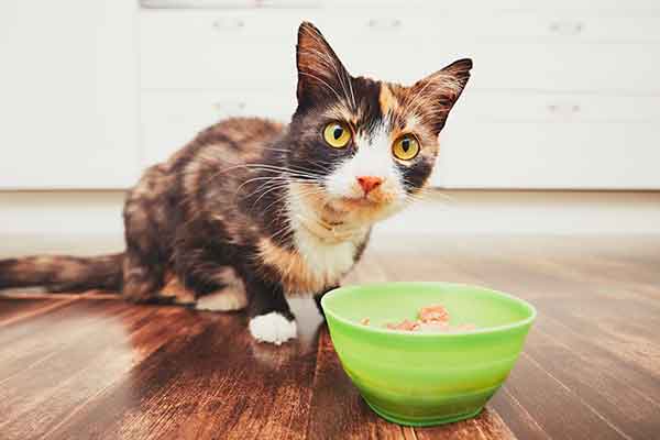 Can Cats Eat Spicy Food?