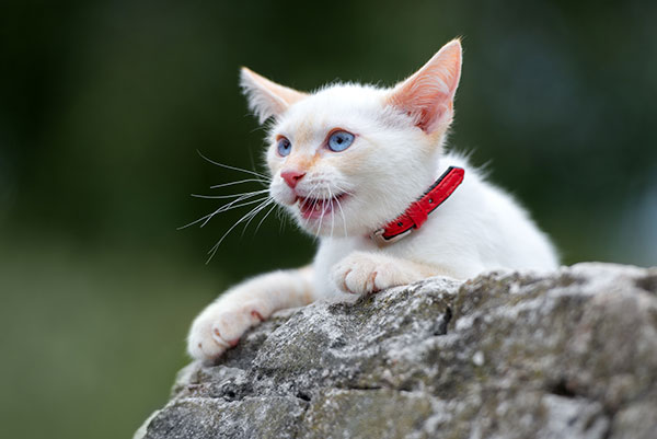 Red Point Siamese Kitten with Blue Eyes