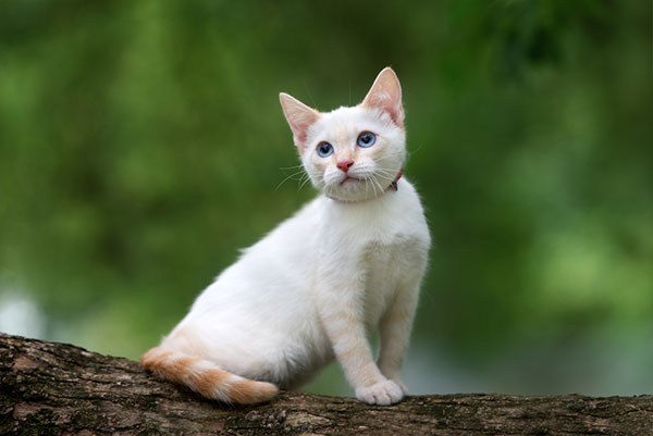 Flame Point Siamese Cat Personality