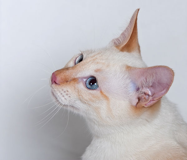 Beautiful Flame Point Siamese Cat