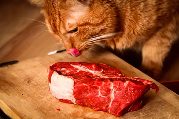 Can Cats Have Steak?