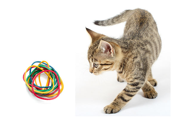 Can Cats Eat Rubber Band?