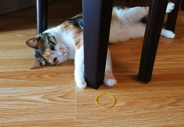 My Cat Ate A Rubber Band