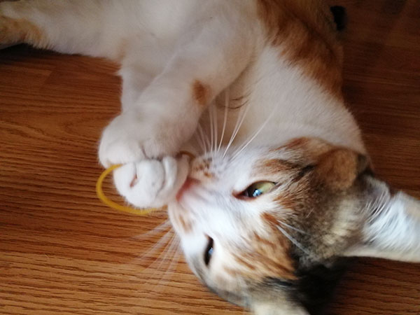 Cat eating and playing with rubber band