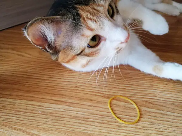 Cat playing with rubber band