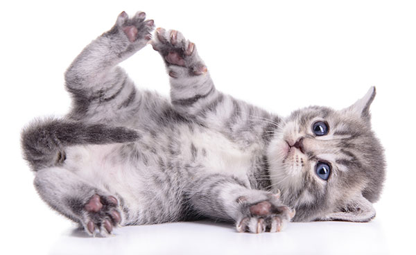 why do cats chase their own tails?