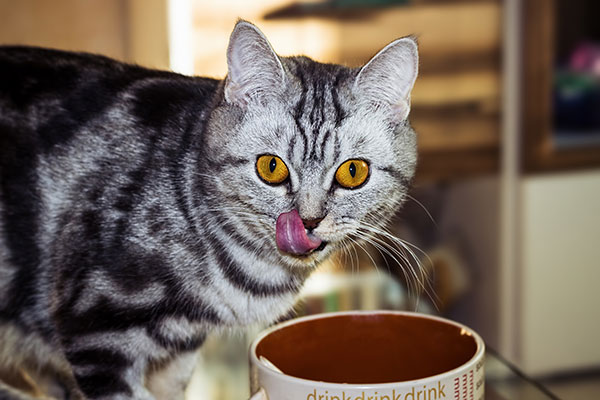 Can I give my cat lentils?