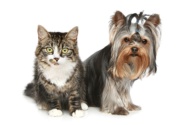 cute cat and yorkshire terrier dog