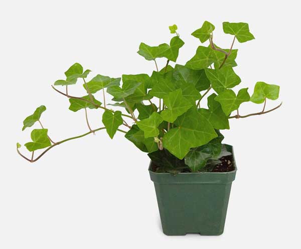 English Ivy in pot