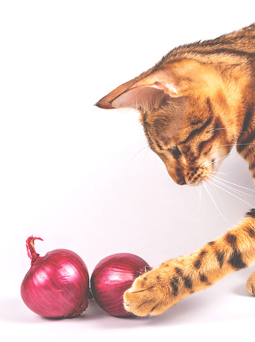 are onions bad for cats?