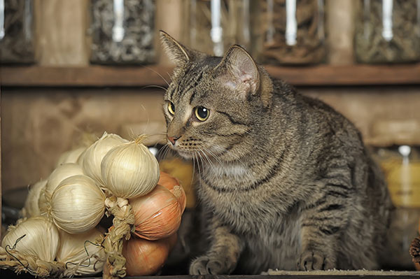 How much onion will hurt a cat?