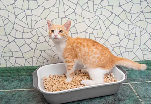 orange cat using his litter box