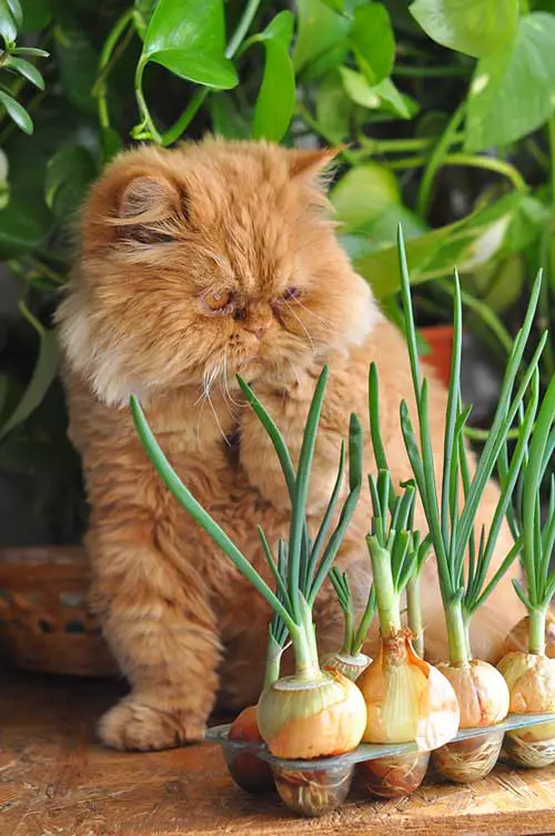 Are green onions poisonous to cats?